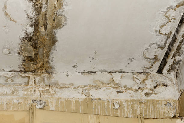 Best Post-Remediation Verification Testing  in Moore Haven, FL