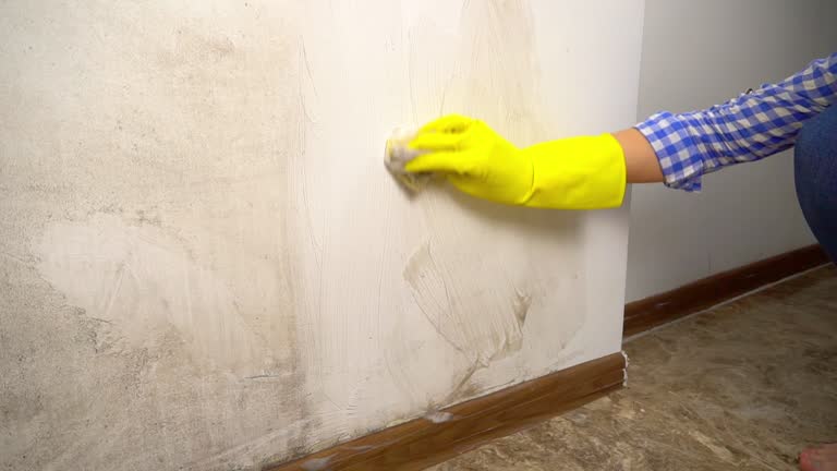 Best Black Mold Removal  in Moore Haven, FL