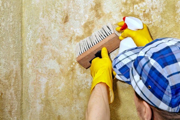 Best Real Estate Mold Inspection  in Moore Haven, FL