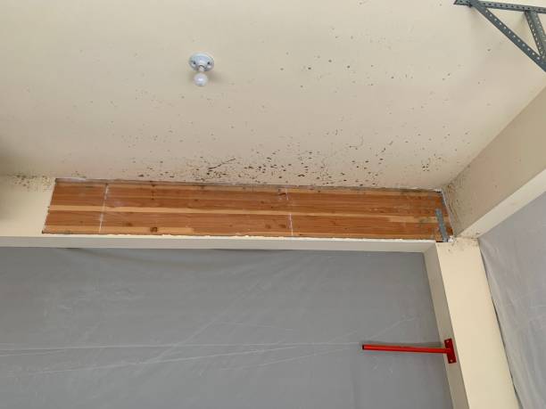 Best Residential Mold Inspection & Testing  in Moore Haven, FL