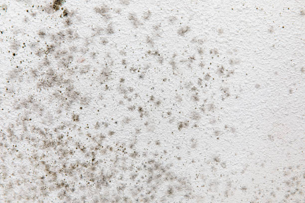 Forensic Mold Investigation in Moore Haven, FL